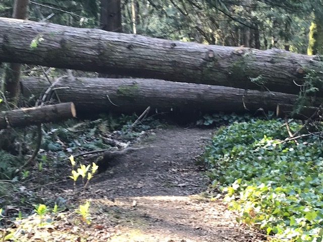 On the Juan de Fuca Trail