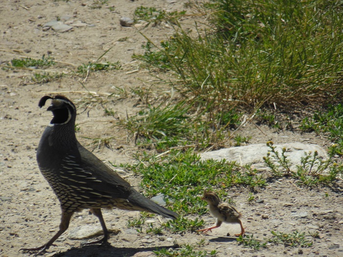 Ode to the California Quail of the Okanagan