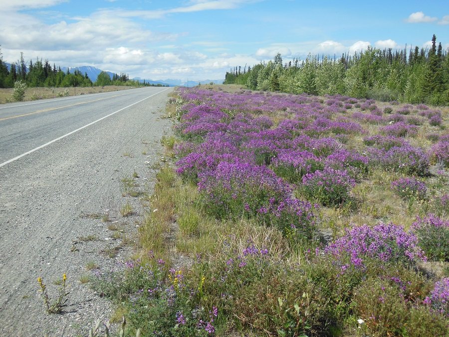 The Wildflowers Along the Alaska Highway (And a Funny Story About the Naming of the Yukon Territorial Flower)