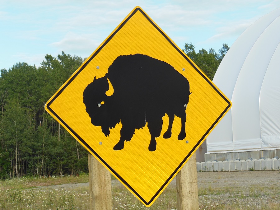 The Wildlife Along the Alaska Highway