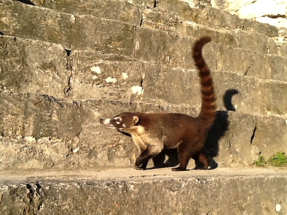 Tikal, Guatemala